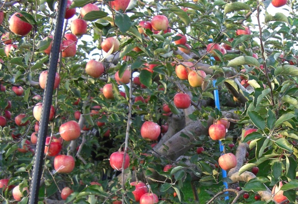 日本空運♥特選青森縣蜜蘋果 いかりりんご