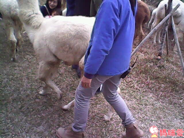 【預購團】麵包超人玩具團》兒童相機 / 捕蟲磁鐵書 / 貼紙書 / 玩具收納箱 /超大彈力球