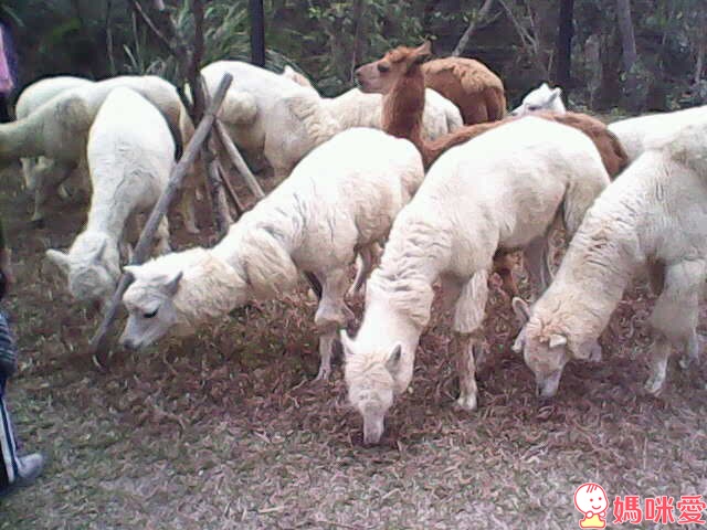 麵包超人兒童數位相機