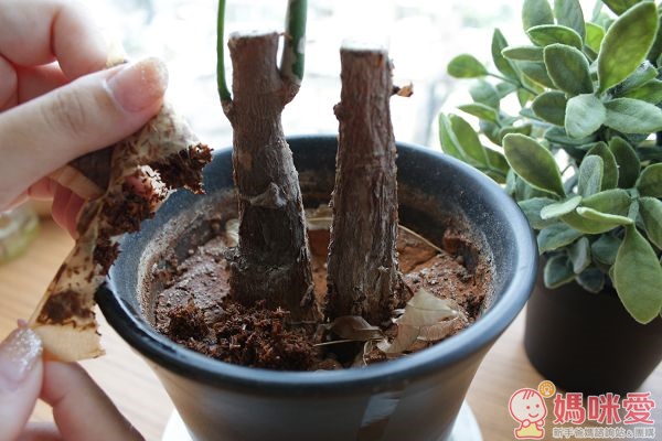 野角有機頂級南非國寶茶