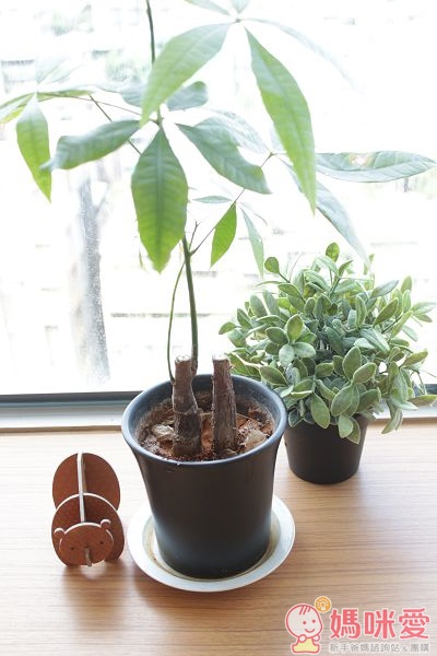 野角有機頂級南非國寶茶