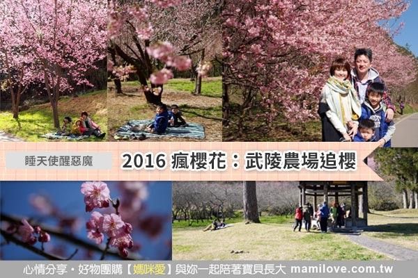 2016 瘋櫻花:武陵農場追櫻