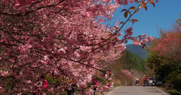 2016 瘋櫻花:武陵農場追櫻