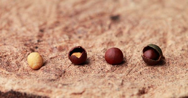 認識苦茶油,健康「油」你開始!