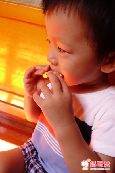 Lion獅子心十二生肖蛋糕機