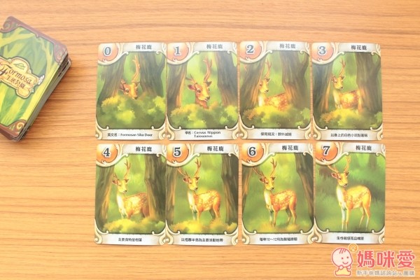 2plus桌遊生態動物