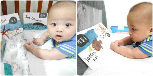 視覺圖卡-海洋動物圖卡-盒裝