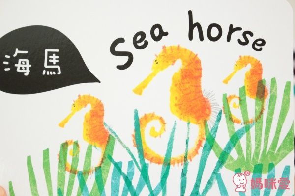 視覺圖卡-海洋動物圖卡-盒裝