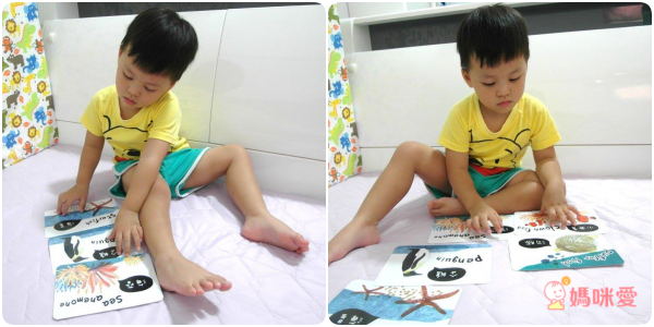 視覺圖卡-海洋動物圖卡-盒裝