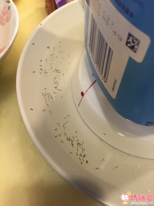 Earth Friend 蟲蟲粉，完全天然無毒的成分，就算不小心吃到也不用擔心！驅趕螞蟻、蟑螂，或是毛小孩身上的壁蝨，都沒問題～