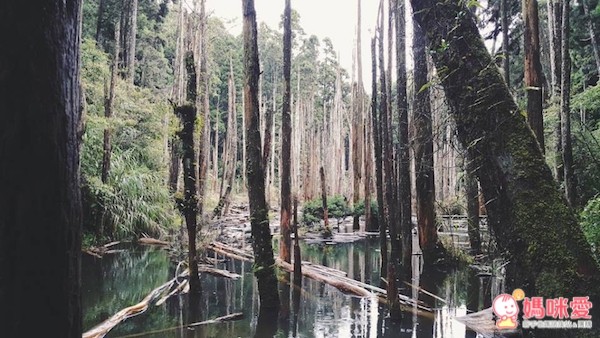 南投溪頭妖怪村 明山森林會館