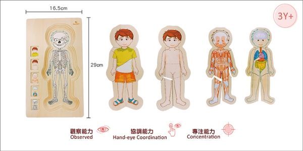 德國【Hape】天然實木質感立體拼圖 ✖ 配對拼圖