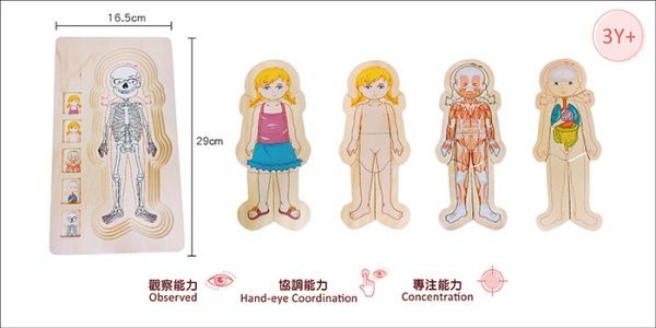 德國【Hape】天然實木質感立體拼圖 ✖ 配對拼圖