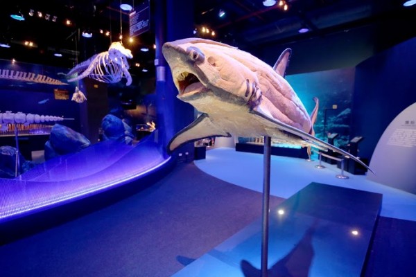 【臺灣科教館】顛倒屋特展 ＆ 深海巨怪展