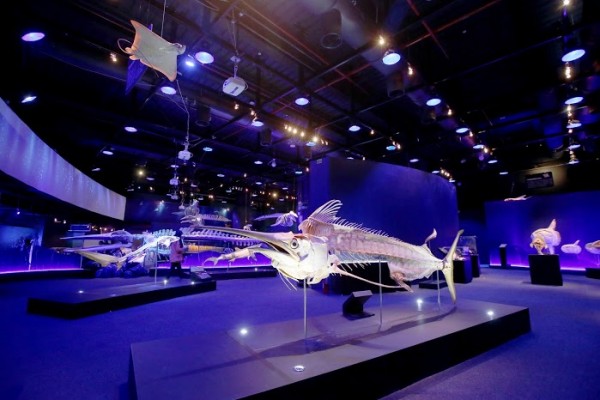 【臺灣科教館】顛倒屋特展 ＆ 深海巨怪展