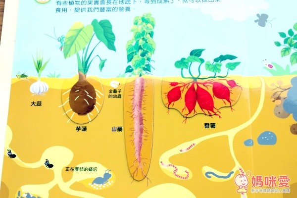 《磁鐵繪本》地底下動物