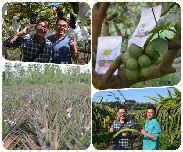 【果蒔制研所 Color Fruit】天然無添加鳳梨乾 / 火龍果乾 / 木瓜乾 / 葡萄乾 / 萊姆佐茶片