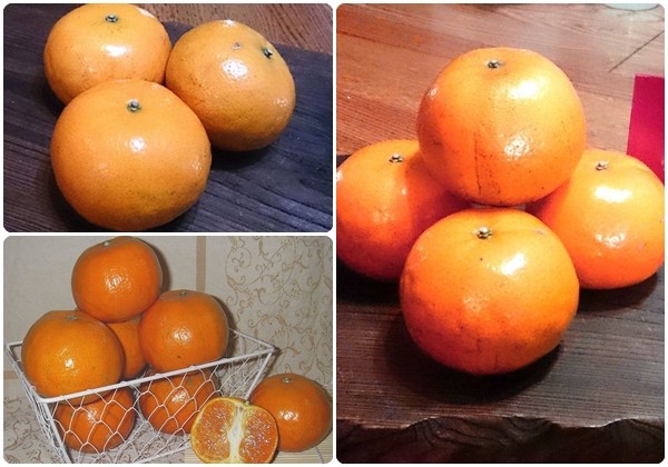 綠安生活 茂谷蜜柑 25A / 23A