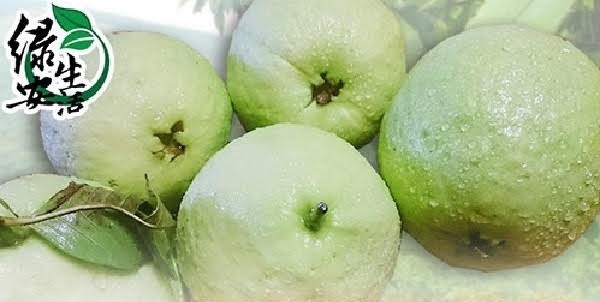 綠安生活 燕巢牛奶珍珠芭樂