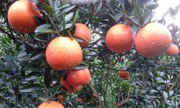 綠安生活 吉園圃桶柑 23A 