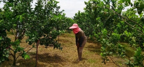 綠安生活 有機轉型期檸檬