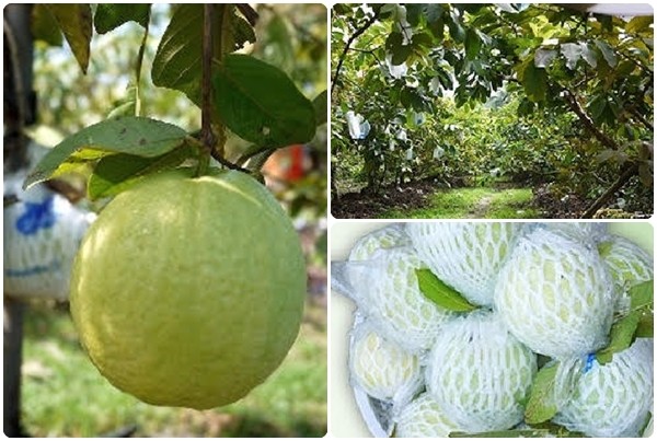 綠安生活 燕巢牛奶珍珠芭樂