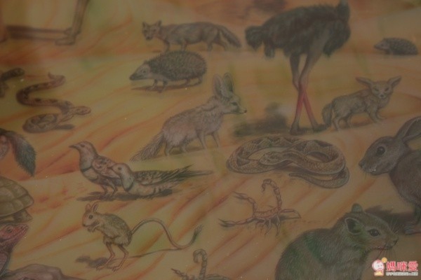 閣林文化 驚奇酷搜小百科✖魔法夜光書