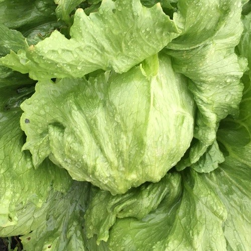 結球萵苣(美生菜)