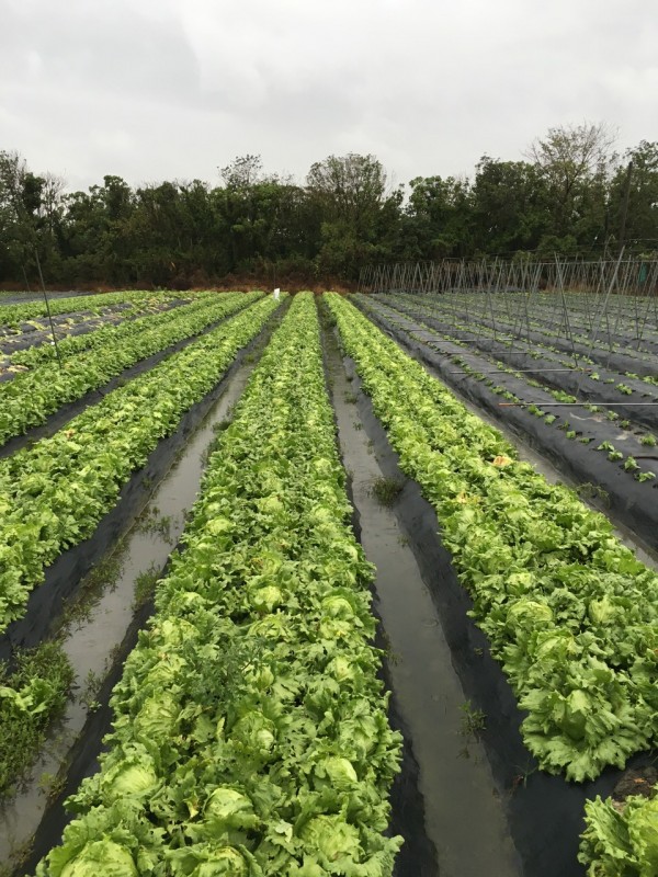 結球萵苣(美生菜)