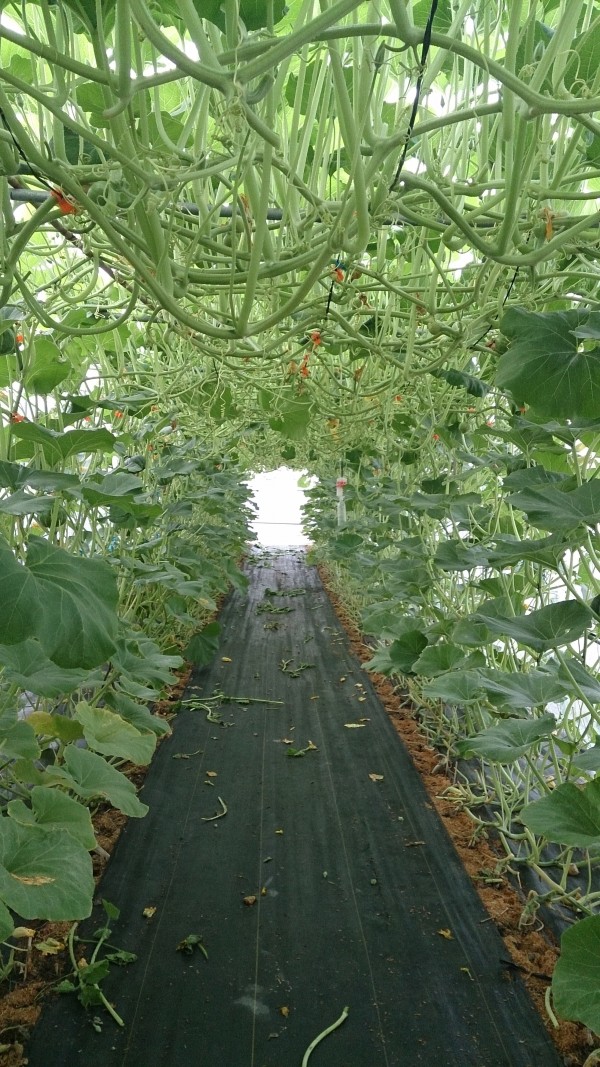 產銷履歷栗子南瓜