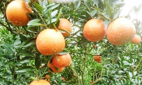 綠安生活 吉園圃桶柑 23A 