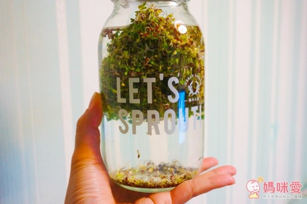 城市小農, 芽菜