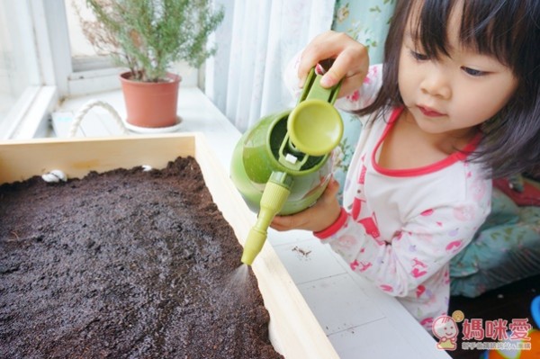 城市小農, 芽菜