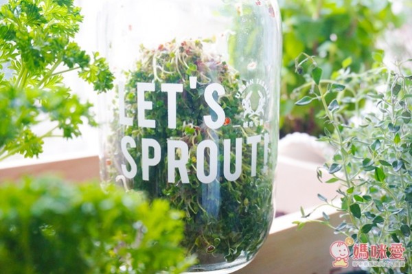 城市小農, 芽菜