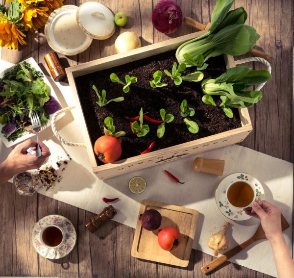 城市小農, 芽菜