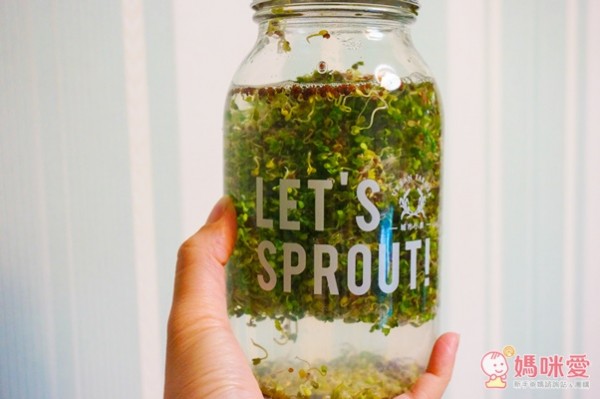 城市小農, 芽菜