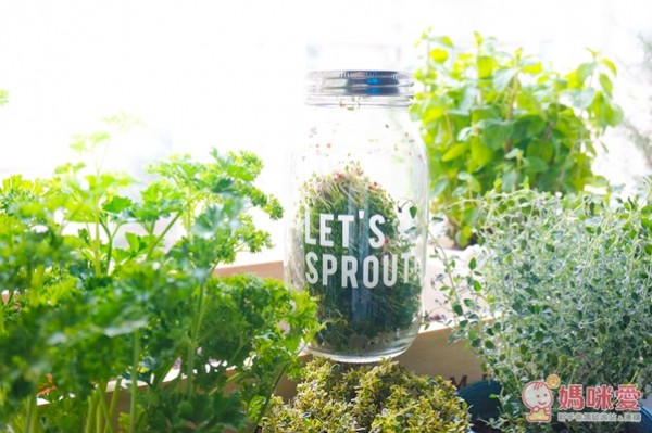 城市小農, 芽菜