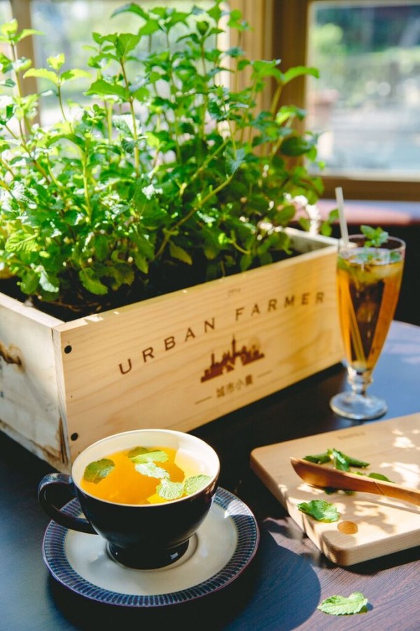 城市小農, 芽菜