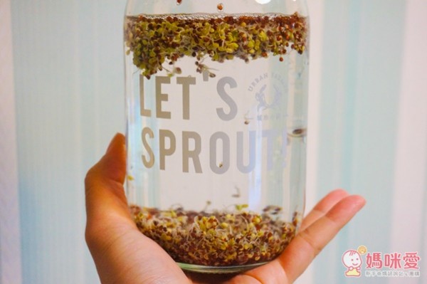 城市小農, 芽菜