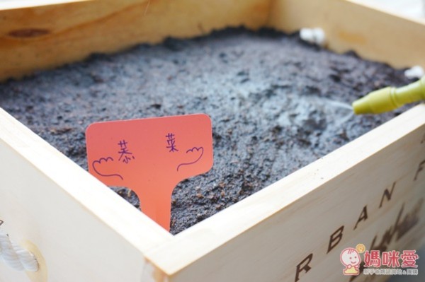 城市小農, 芽菜