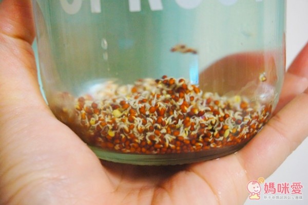 城市小農, 芽菜