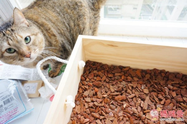 城市小農, 芽菜