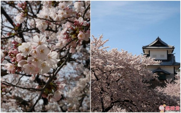 日本和平FREIZ櫻花鍋