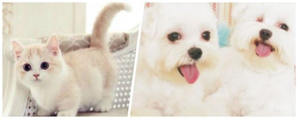 ✰品味五星級享受✰花蓮美侖飯店