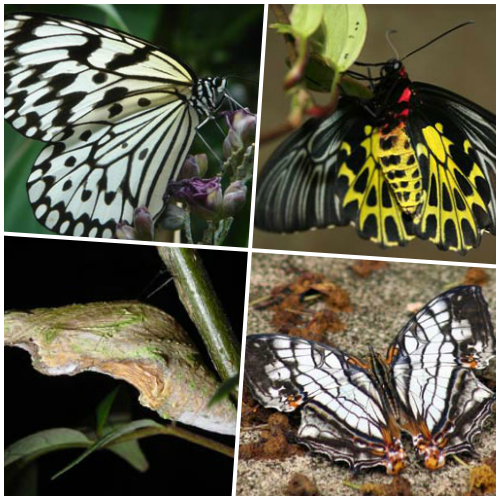 新竹縣北埔鄉的「綠世界生態農場」