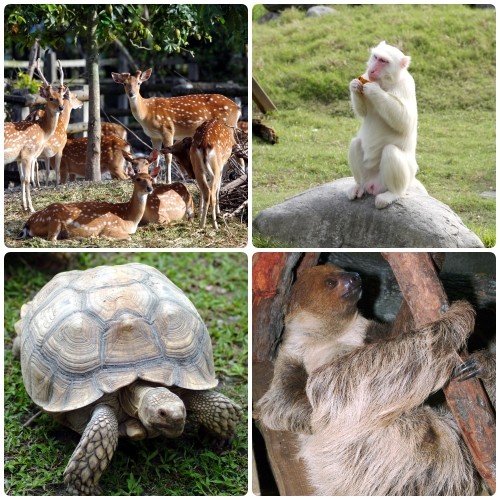 花蓮【新光兆豐休閒農場】