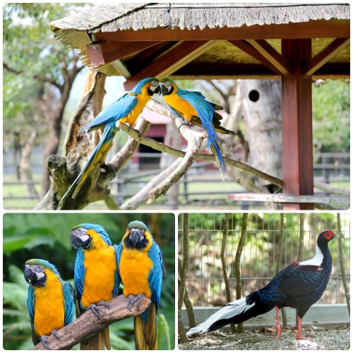 花蓮【新光兆豐休閒農場】