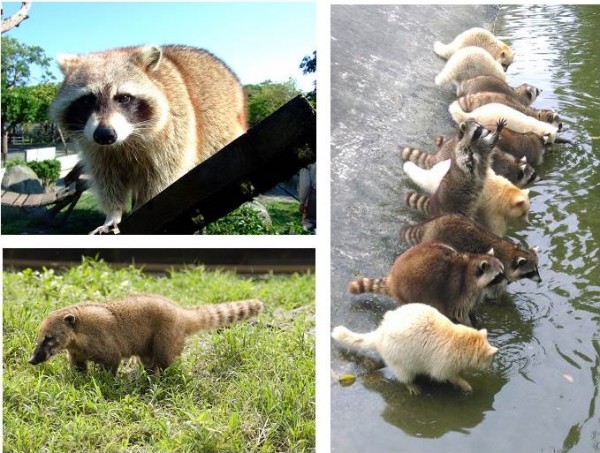 花蓮【新光兆豐休閒農場】