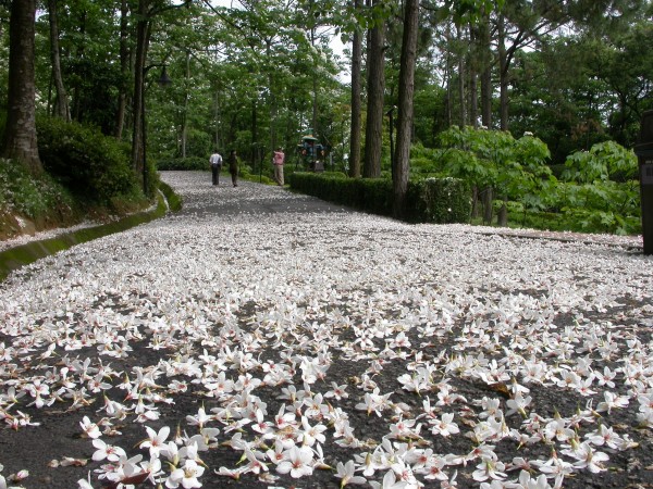 苗栗三義的【西湖渡假村】