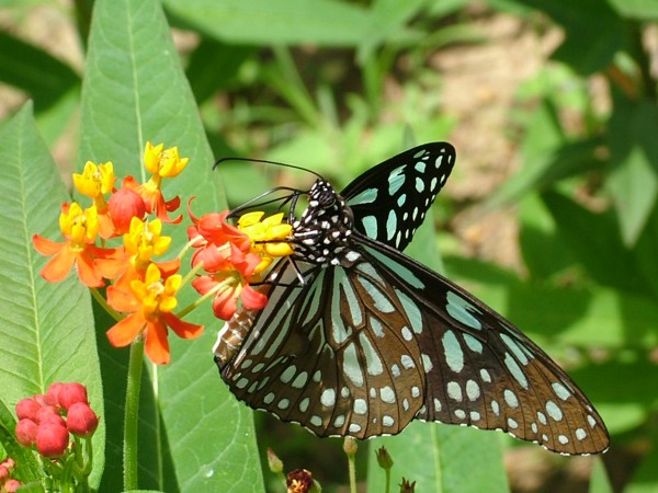 苗栗三義的【西湖渡假村】